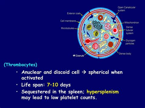 PPT - Platelet Structure & Function PowerPoint Presentation, free download - ID:2137165