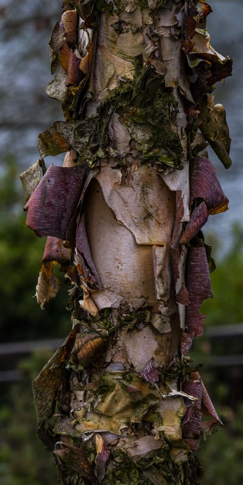 Peeling Tree Bark Free Stock Photo - Public Domain Pictures