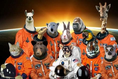 When Animals were sent to Outer Space - | Space animals, Animal ...