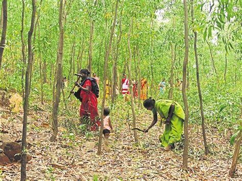 Forest cover shrinks in five districts of Jharkhand - Hindustan Times