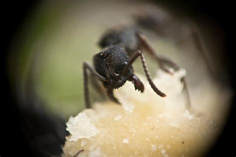 Extreme Macro (Ant) by joshuacal on DeviantArt