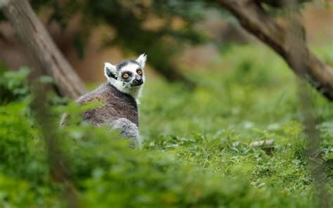 Ring tailed lemur 10468065 Stock Photo at Vecteezy