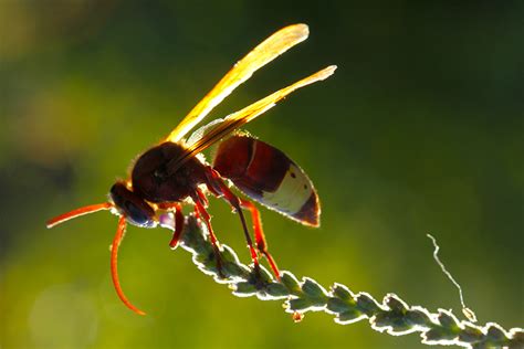 Oriental Hornet by lisans on DeviantArt