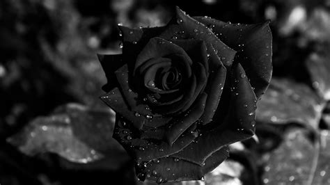 Black Rose Background (52+ pictures) - WallpaperSet