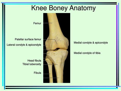 Lateral Condyle Femur