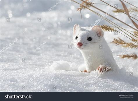 Snow Weasel: Over 1,068 Royalty-Free Licensable Stock Photos | Shutterstock