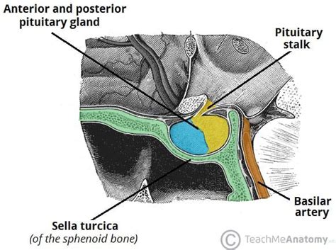 Posterior Pituitary - TeachMePhysiology