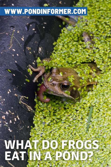 What do frogs eat in a pond frog diet facts – Artofit