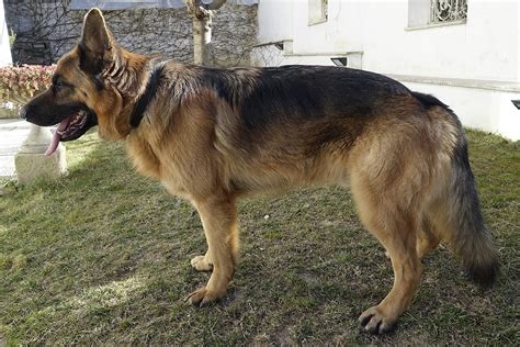 Razze di cani da guardia: le 20 migliori