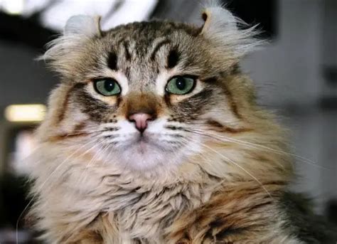 Weird and Unusual but Definitely Adorable Cat Breeds – 12 Pictures - Page 6 of 13 - Animal's Look