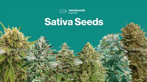 Buy Sativa Cannabis Seeds - WeedSeedsExpress - WSE