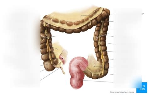 transverse colon Diagram | Quizlet