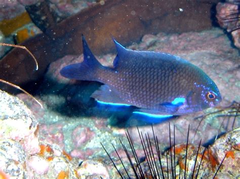 doctor fish - Caribbean Dictionary