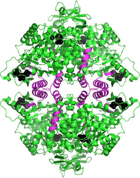 Pyruvate kinase: Function, regulation and role in cancer. | Semantic ...