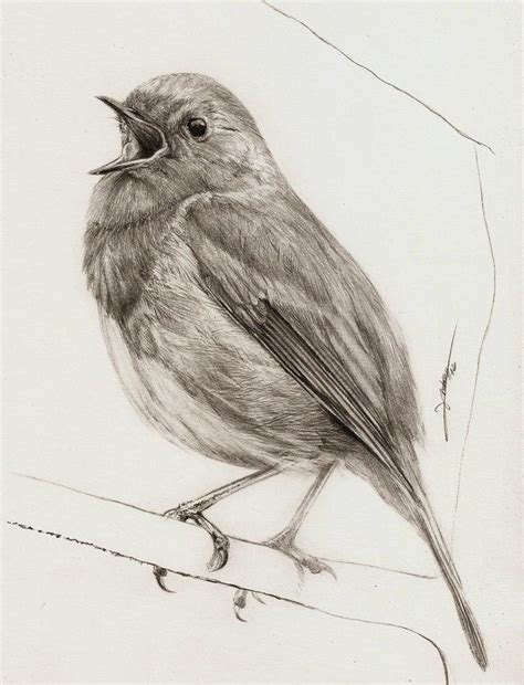 Animals by AmBr0 on DeviantArt | Bird pencil drawing, Bird drawings, Animal drawings