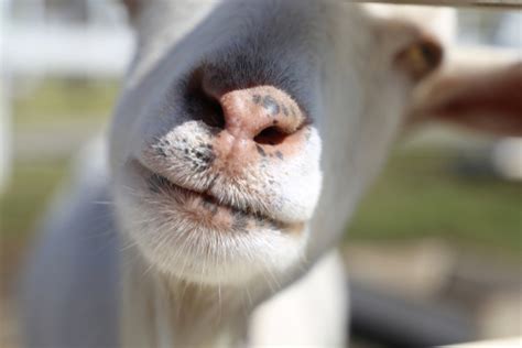 Sore Mouth in Goats - Goat Journal