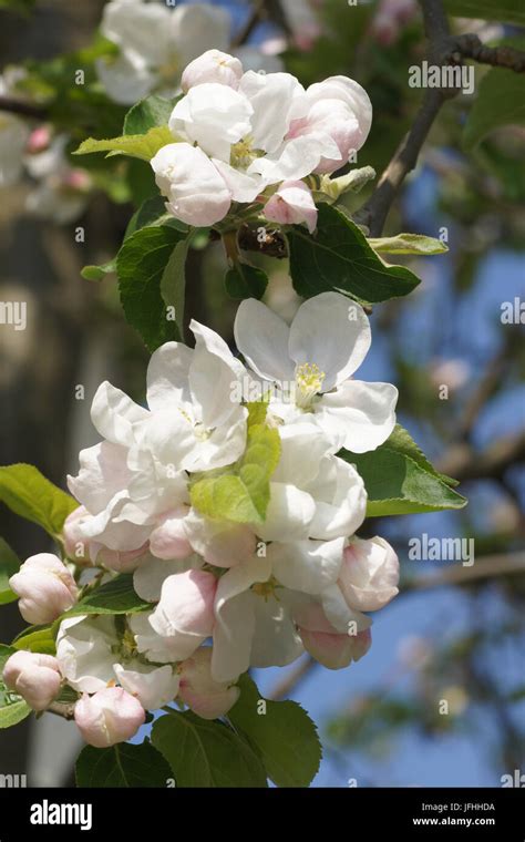 Malus domestica, Apple Stock Photo - Alamy