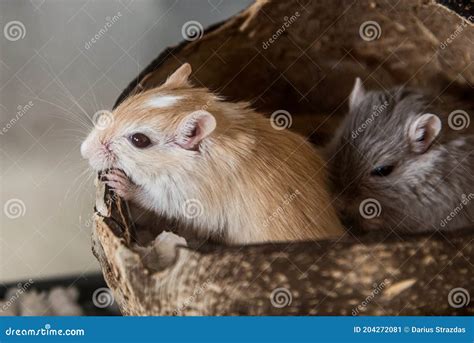 Two Cute Mouse Domestic Gerbil (Gerbillinae) Stock Image - Image of ...