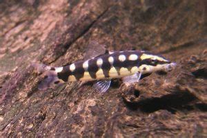 Dwarf Chain Loach – Detailed Guide: Care, Diet, and Breeding - Shrimp ...