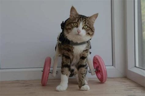 Rexie, the Cat Who Uses a Wheelchair