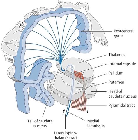 Atlas of Neuroanatomy for Communication Science and Disorders | Internal capsule, Brain anatomy ...