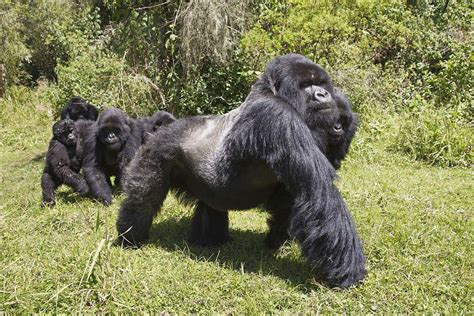 We thought gorillas only walked on their knuckles. We were wrong | New Scientist