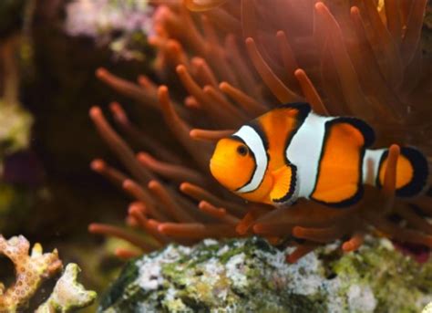 6 Facts About Clownfish | PetMD