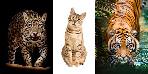 7 Similarities Between Domesticated Cats and Massive Wild Cats - Relating to Dogs