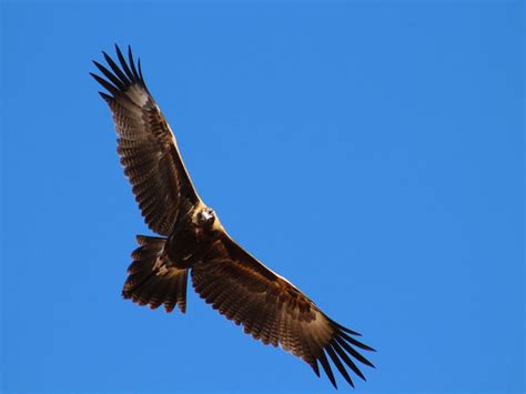 Wedge tail eagle circling prey | Smithsonian Photo Contest ...