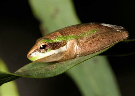 What do Tree Frogs Eat? (What to Know)