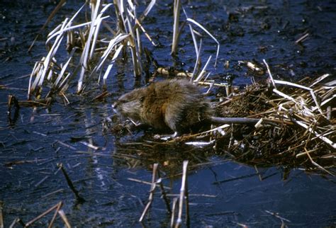 Common Muskrat - Ondatra zibethicus - NatureWorks