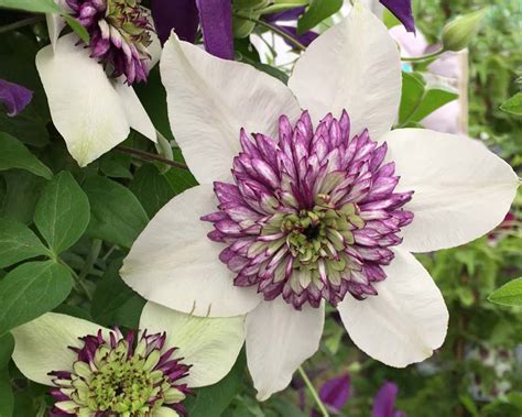 Clematis x Florida | GardensOnline