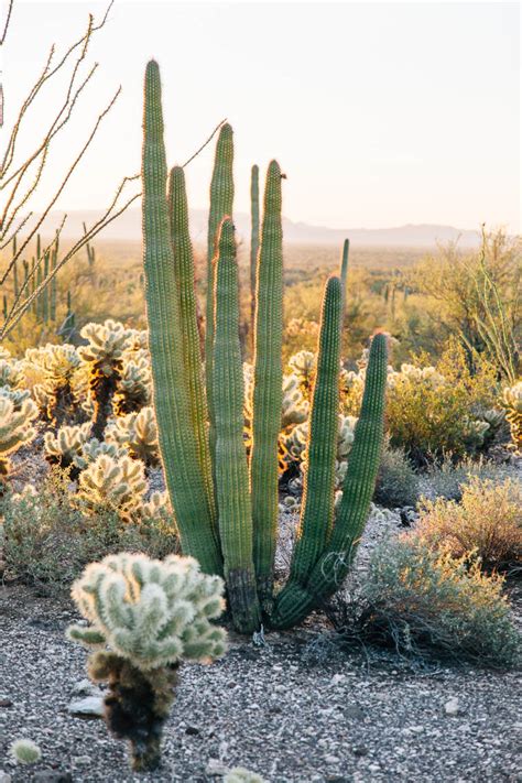 A Guide To: Organ Pipe Cactus National Monument - Fresh Off The Grid