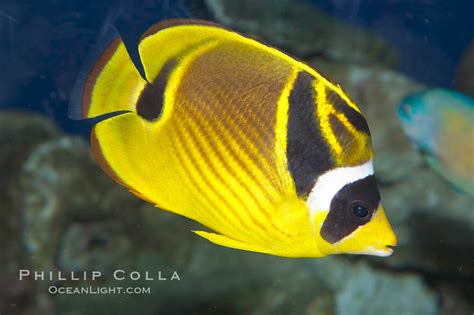 Raccoon butterflyfish, Chaetodon lunula, #13991