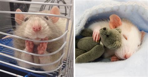 202 Adorable Rat Pics Proving That They Can Be The Cutest Pets Ever ...