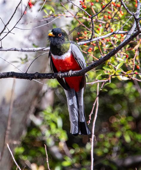 Madera Canyon Picnic Grounds 3-7-2020 – Southeast Arizona Birding