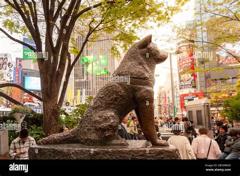 Hachiko dog statue outside Shibuya station, Tokyo, Japan Stock Photo ...