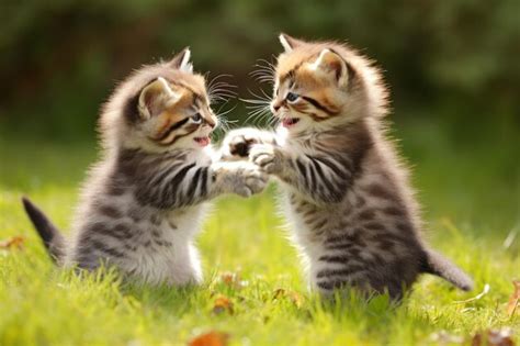 Premium Photo | Pair of playful kittens playing in the garden