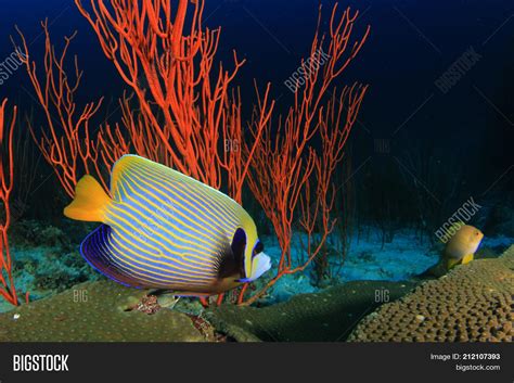 Emperor Angelfish Image & Photo (Free Trial) | Bigstock