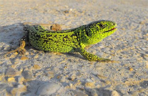 Green lizard stock photo. Image of alone, scales, mating - 26556970