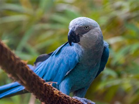 Are Spix Macaws Extinct? (Threats, Numbers + FAQs) | Birdfact