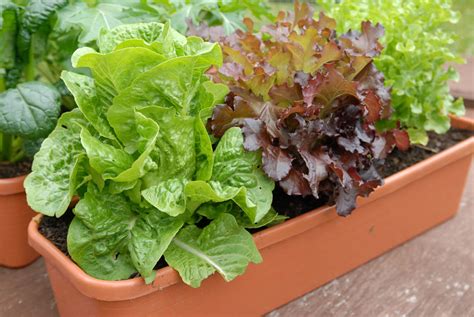 How to Grow Lettuce in Pots or Containers - Plant Instructions