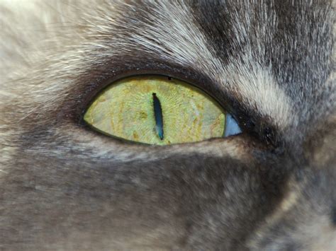 Cat Eye | Fred Rockwood | Flickr