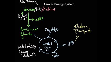 The Aerobic System