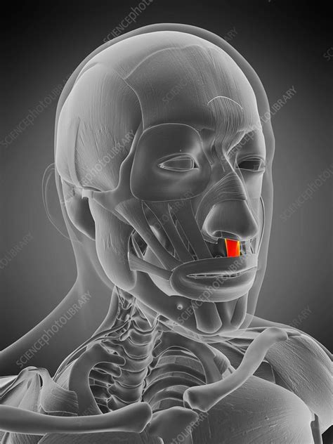 Depressor septi nasii muscle, illustration - Stock Image - F029/5147 - Science Photo Library