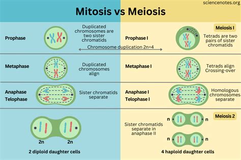 Mitosis vs Meiosis