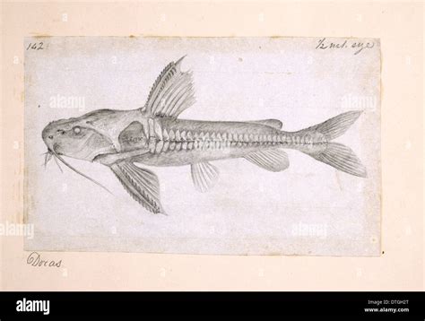 Catfish anatomy hi-res stock photography and images - Alamy