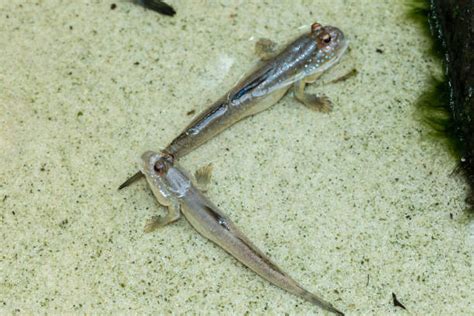 300+ Mudskipper On Beach Close Up Stock Photos, Pictures & Royalty-Free ...