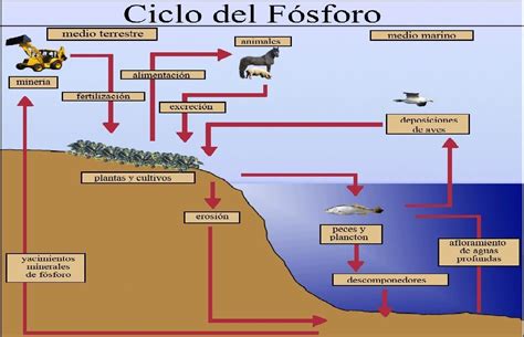 Esquema del ciclo del fósforo ¡Fotos & Guía 2024!