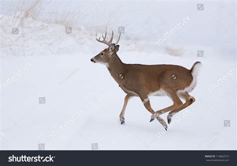 White-Tailed Buck Deer Running In Winter Snow; Whitetail Deer Hunting ...